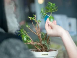 ÚSTÍ NAD LABEM: Swap rostlin