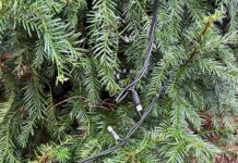 ÚSTÍ N. L.: Vandalové tentokrát i kradli. Někdo odcizil a poškodil vánoční světla