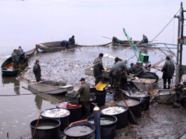 Jezero Chmelař nabídne amury a kapry (nejen) na vánoční stůl
