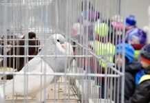 Žiteničtí chovatelé budou mít na Dni pro děti výstavu zvířat