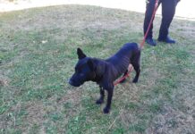 LOUNSKO: Policie řeší týrání psa. Podvyživený měl nohy svázané do krve