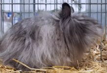 LITOMĚŘICE: Chystá se 21. Okresní výstava mladých králíků a dalších zvířat