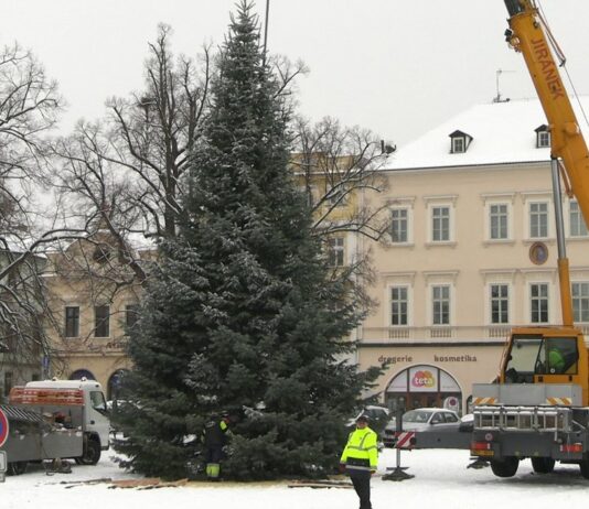 FOTOGALERIE: Litoměřické náměstí už má svůj vánoční strom. Čeká jen na ozdobení