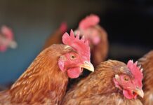 Důležité: Newcastleská choroba na Litoměřicku – Litoměřice v pásmu dozoru!