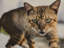 LITOMĚŘICE: Hrad Litoměřice hostí fotografickou výstavu „Naše obyčejné cesty do neobyčejného světa“