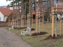 LITOMĚŘICE: Na Mostné hoře byly vysázeny tisíce stromů