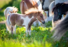 Spolek žen Úštěka pořádá Dětský den na farmě