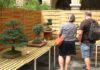 LIBOCHOVICE: Výstava bonsají a exotického ptactva na zámku